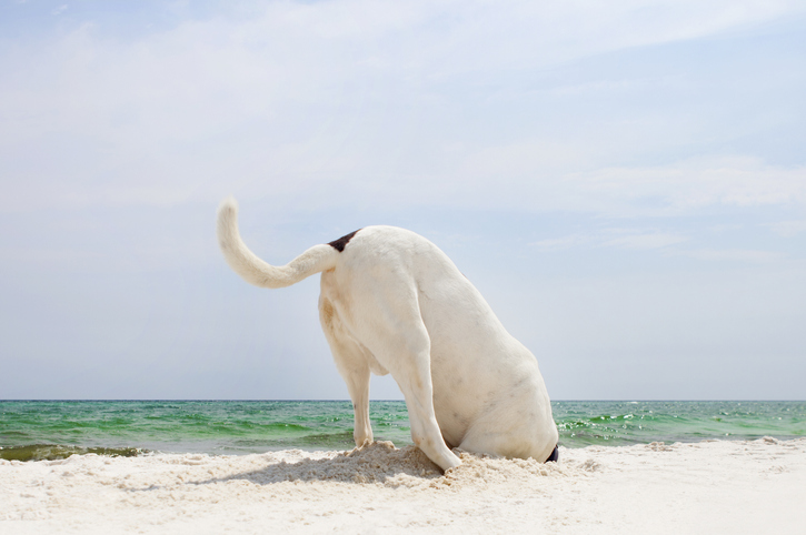 dog digging in the sand