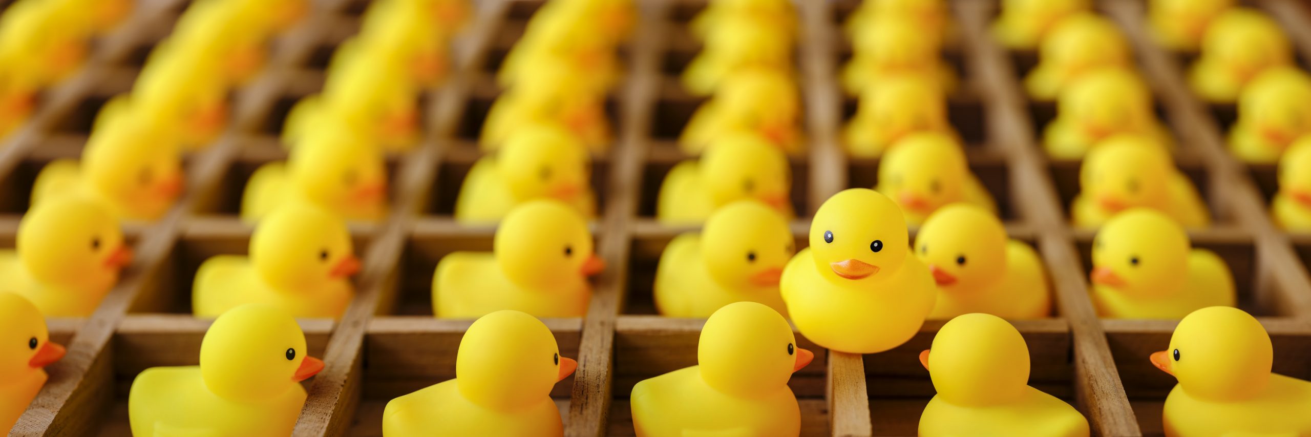 rubber ducks